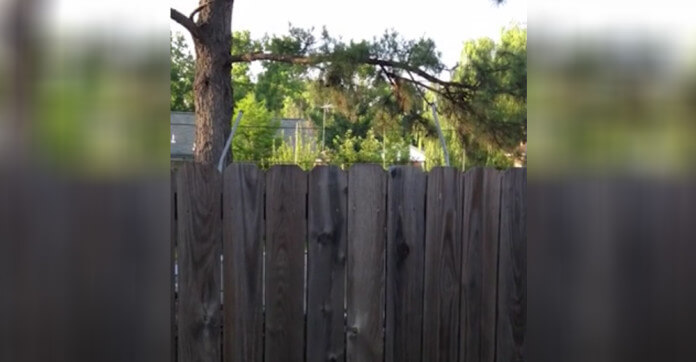 Man Starts Filming His Fence. In 5 Seconds The…