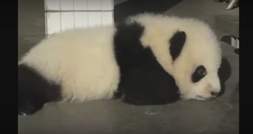 This Baby Panda Makes The Most Adorable Sounds. My Heart Is Melting!