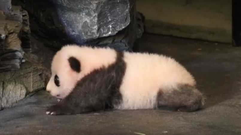 Baby Panda Takes Its First Steps. This One’s Deeply,…