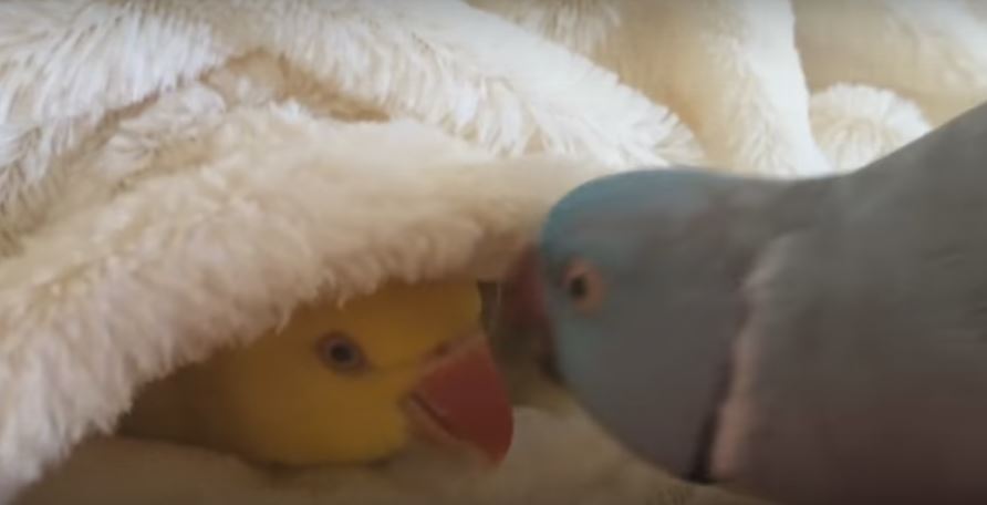 This Parrot Feels So Lazy Today She Doesn’t Wanna…