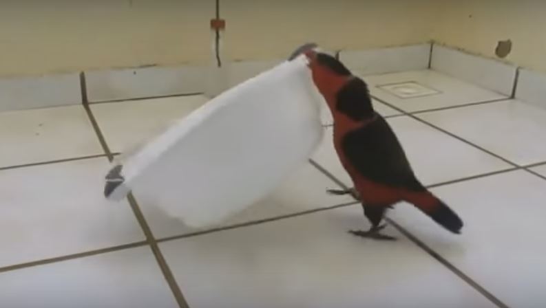 Parrot Intentionally Spills Bowl Filled With Water. SAVAGE!!!