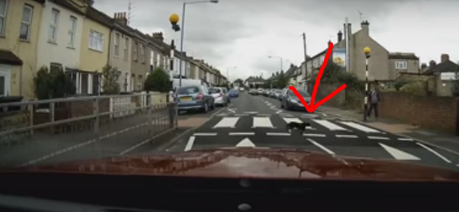 Whoa. Cat Makes Use Of The Pedestrian Lane To…