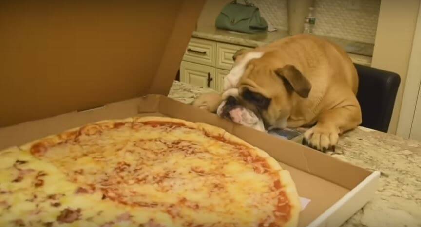 There’s Pizza On The Table, And This Hungry Bulldog…