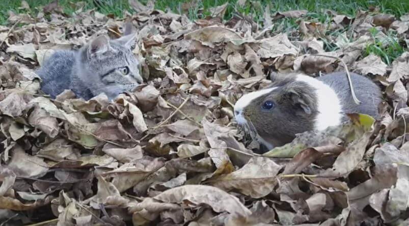 Kitten Plays With His Guinea Pig Friend. Absolutely Aww-dorable!