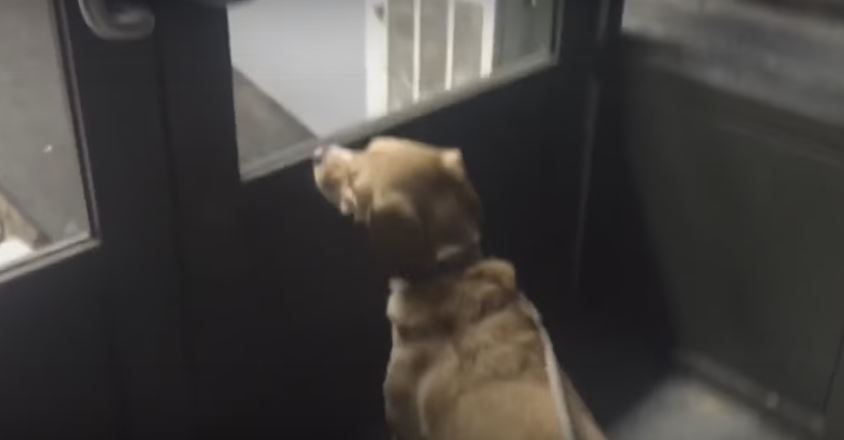 When This Pooch Finds Out The Pet Store Is…