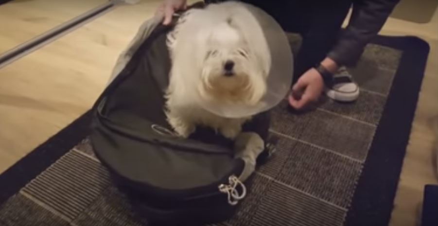 This Pup’s Human Is Leaving For A Vacation. Now,…