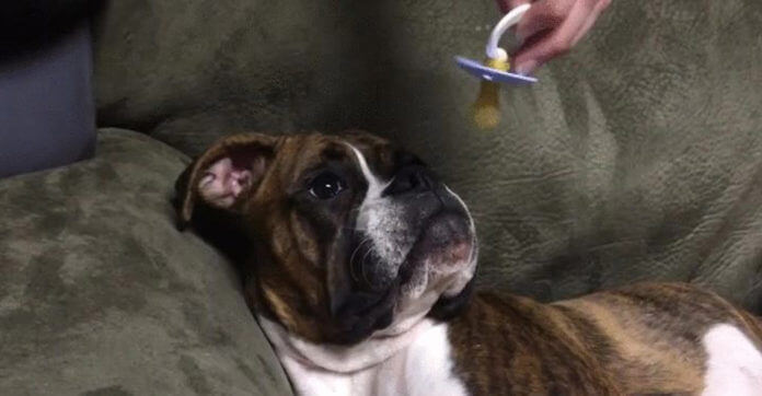 They Gave Their Sleepy Dog A Pacifier. What Followed…