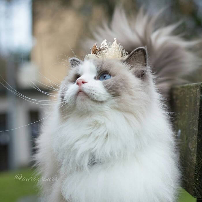 Meet Cat Princess Aurora. She’s Royalty Through And Through!