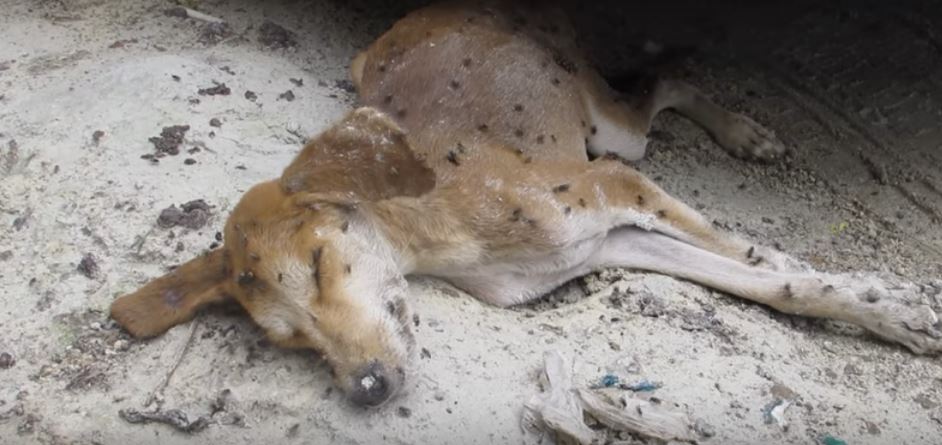 This Poor Pup Is Covered In Flies. But, His…