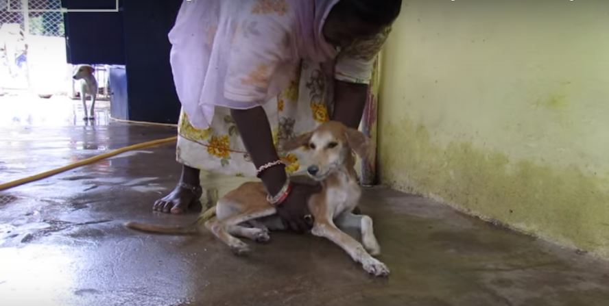 YouTube/Animal Aid Unlimited, India