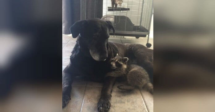 Senior Dog Adopts An Orphaned Raccoon… They Couldn’t Be Any Happier!