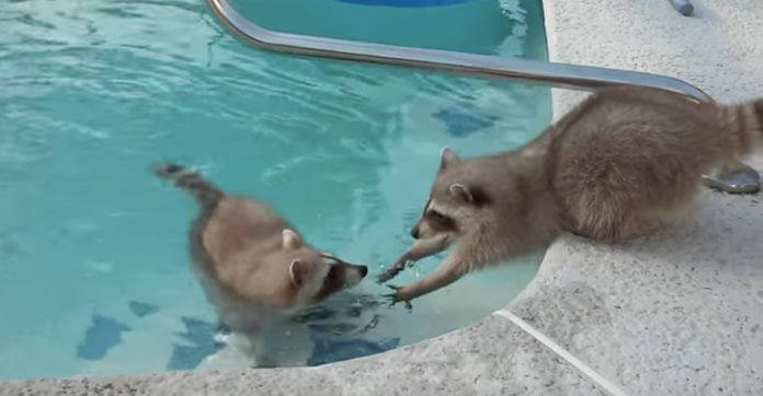 Raccoon Brother Gets Nervous When Sibling Decides To Try Swimming In Human Pool!