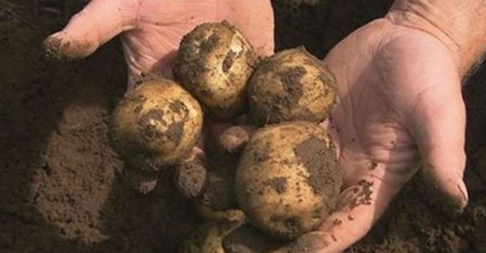 Her Entire Family Dies Because Of Potatoes And Now…