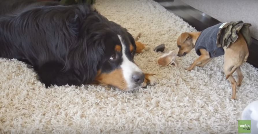 Pooch Doesn’t Want To Share Food With Two Chihuahuas.…