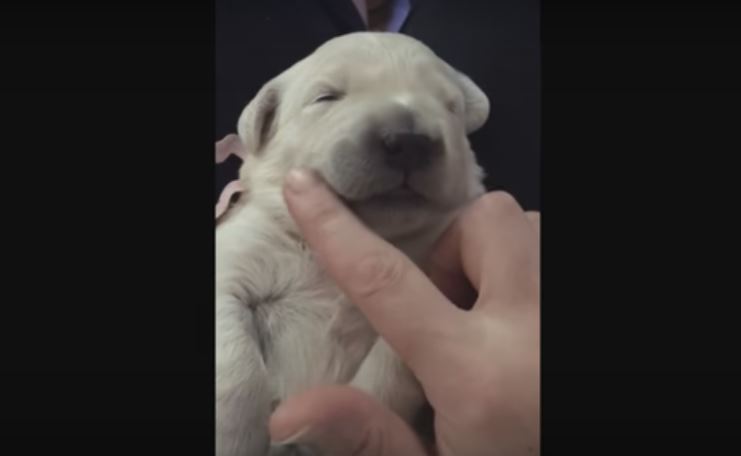 This Baby Pooch Is Being Put To Sleep And…