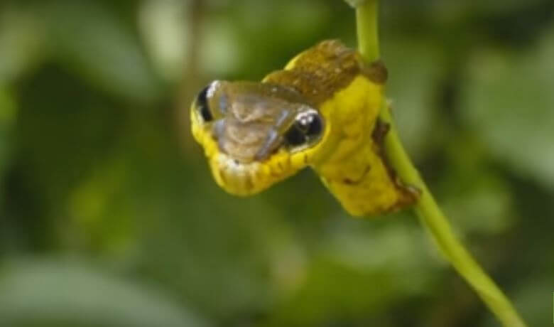 Whenever This Caterpillar Smells Danger? It TRANSFORMS Into a Snake!