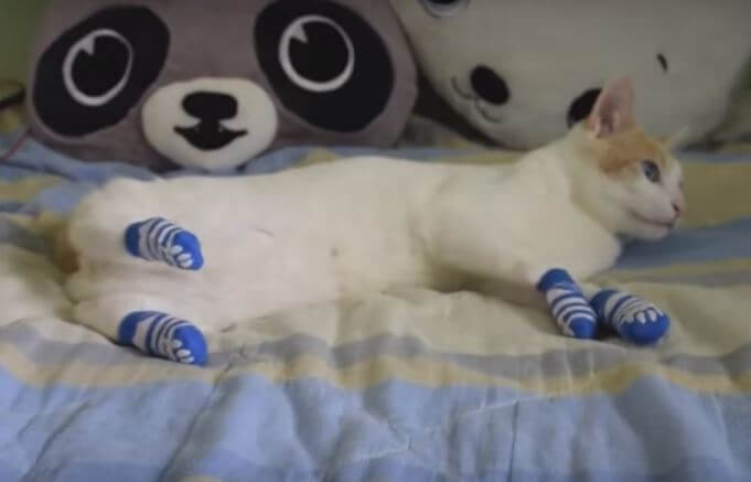 This Cat Wears Socks For The First Time. What…