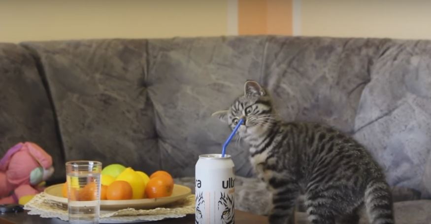 Drinking Straw Gets Kitten Feeling Extremely Baffled. What A…