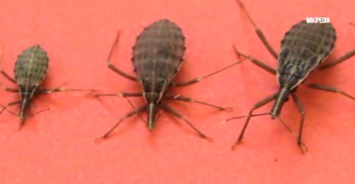 If You See One Of These Bugs In Your Home, Go To Your Doctor Immediately