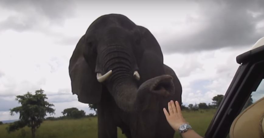 Friendly Elephant Waves Hello To Her Visitors Using Her…