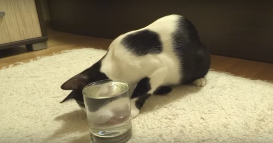 Cat Finds Glass Of Sparkling Water Truly Fascinating She…