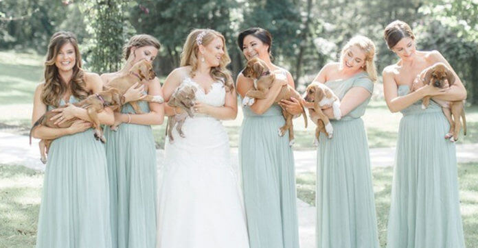 Bridesmaids Held Rescue Puppies Instead Of Flowers And They…