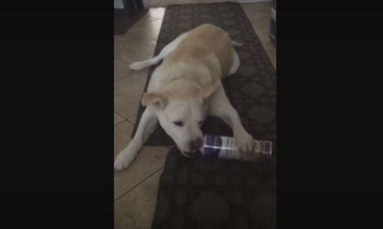 Human Hears Some Weird Sounds Coming From The Kitchen.…