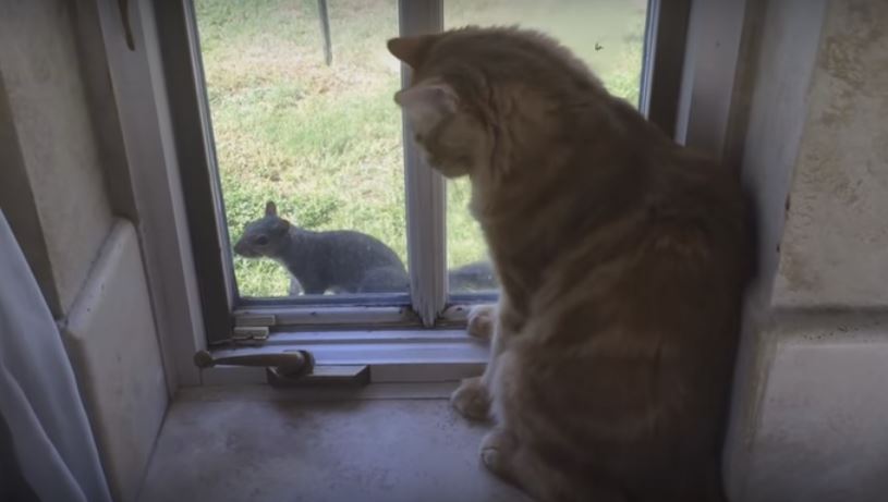 Cat Sees A Squirrel Outside The Window. What Happens…