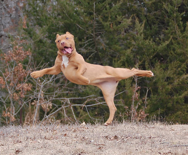 8 Of The Best Yoga Practitioners In The World… And They Are All Animals! No Kidding!