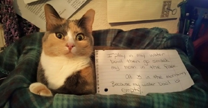 15 Situations Cats Get Into That Demand Our Prompt…