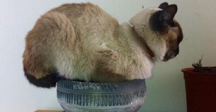 13 Cats Who Prove That They’re More Fluffy Plants…