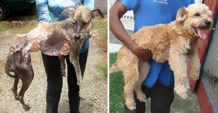 10 Dogs Who Were Miraculously Rescued Just In Time.…