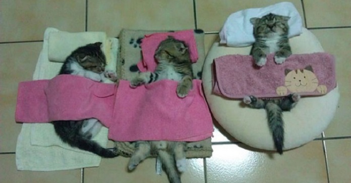 15 Cats Who Have Mastered The Art Of Sleeping……