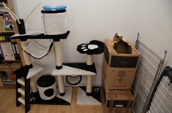 13 Photos That Prove A Cat’s Logic Because They’re…