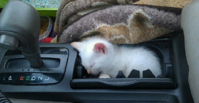 10 Unlikely Places Your Cats Prefer To Hide To…