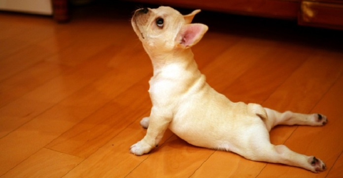 10 Animals Who Know How To Get In Shape And Can Put You To Shame! #10 Is Epic.