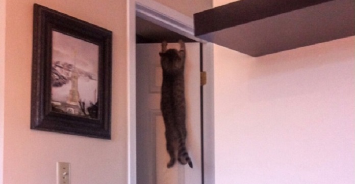 13 Cats Who Currently Have No Idea What To…