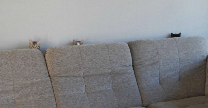 10 Cats With Ninja Powers Who’re Probably Planning To…