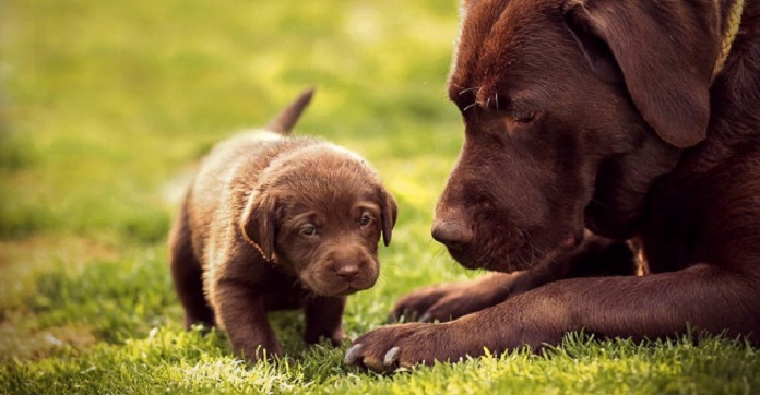 14 Puppies Who Love Their Mommies So Much It’s…