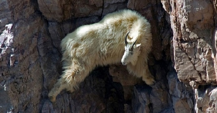 13 Photos That Prove No Animal Or Human Is As Brave As A Mountain Goat!