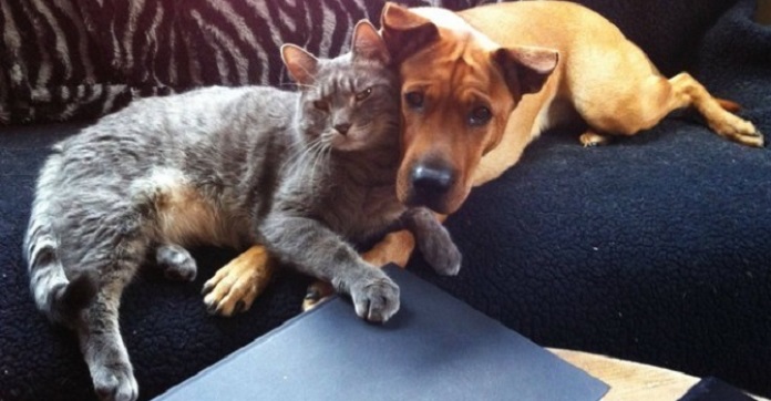 13 Loving Cats Who Fell In Love With Dogs…