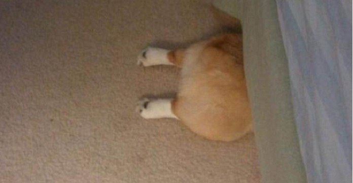 15 Dogs Who Think They’ve Found The Best Hiding…