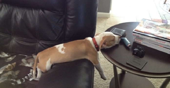 15 Pets Who Proved That They Can Sleep Wherever…