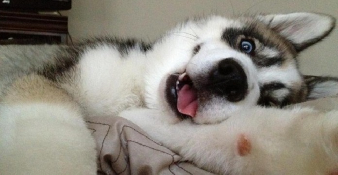 10 Animals Who Have Mastered The Art Of Selfies… And Put Us To Shame. Literally.