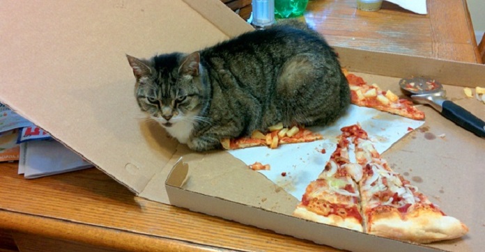 15 Animals Who’re So Guilty Right Now, But We…