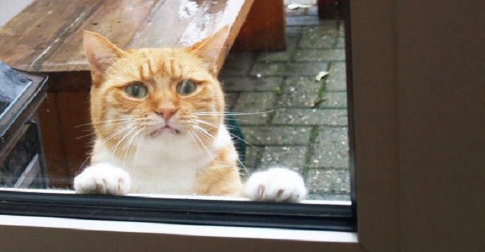 20 Animals Who Desperately, Desperately Want To Come Inside…