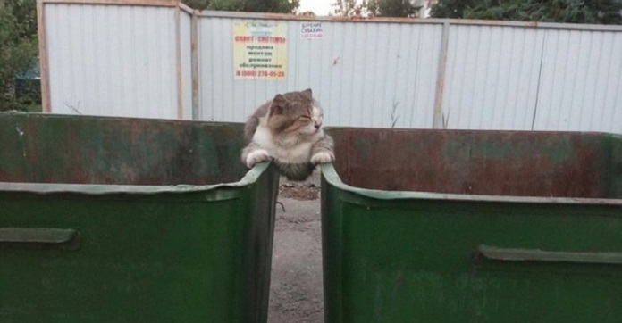 15 Cats Who Don’t Care What You Think About…