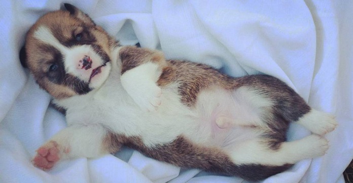 13 Puppies Who’re Here To Cheer You Up And…