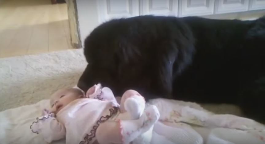 This Huge Newfoundland Pooch Looks After His Baby Human The Best Way He Can. So Adorable!