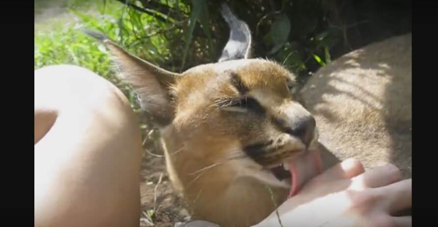 Thoughtful Caracal Gives Human A Free Bath. So Sweet!